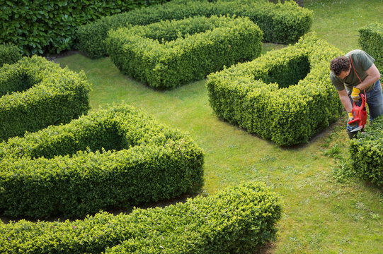 Gardener pruning a hedge in a maze with electrical trimmer, elevated view
