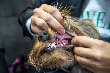 Veterinarian dentist shows dog teeth after cleaning from plaque and stone, close up.