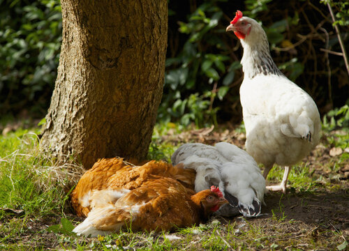 Chickens Enjoying a Dust Bath
