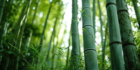 Fototapeta premium A picture of a group of bamboo trees in a forest. This image can be used to depict nature, tranquility, and the beauty of forests