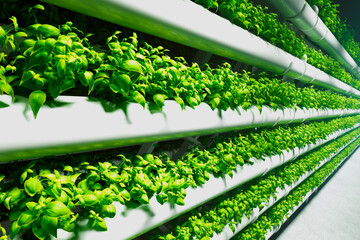 Lush Green Basil Thrives in Advanced Indoor Hydroponic Agricultural System