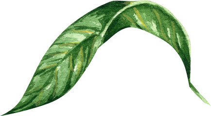 Green leaf watercolor illustrations PNG. Botanical hand drawn herbs eco element on transparent background. Ecological design concept.