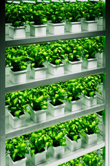 Advanced Hydroponic Indoor Garden System for Sustainable Agriculture