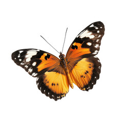 tropical butterfly on transparent background