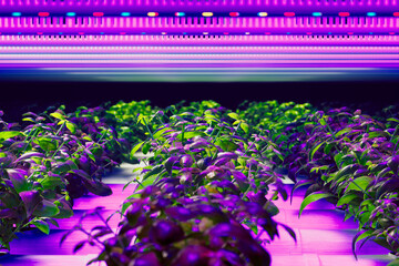 High-Tech Indoor Horticulture: Lush Greenery Under LED Grow Lights