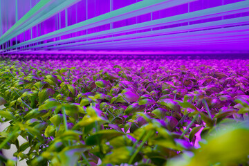 Innovative Indoor Hydroponic Garden with High-Efficiency LED Growth Lights