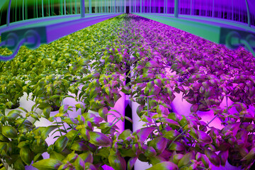Advanced Indoor Hydroponic Farming Facility with LED Lighting System