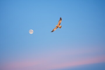 buzzard soaring near the moon in twilight