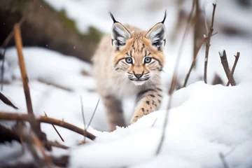 Foto op Canvas high angle of lynx in snowy labyrinth © Natalia