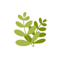 Obraz premium seaweed