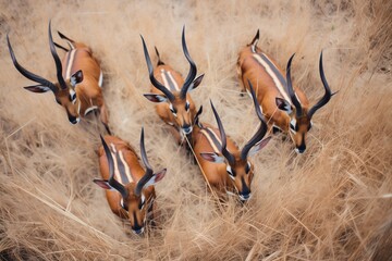 top-down view of sable antelope herd, focusing on horn patterns - obrazy, fototapety, plakaty