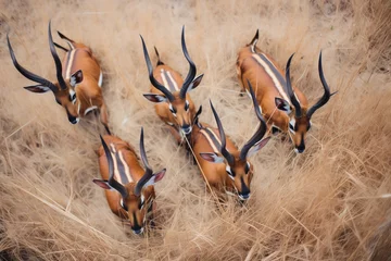 Fotobehang top-down view of sable antelope herd, focusing on horn patterns © Natalia