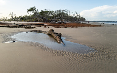 Dry trees on the sandy shore of a wide beach against the backdrop of a cloudy sky, Driftwood Beach, Georgia
