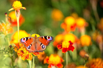 butterfly on a flower