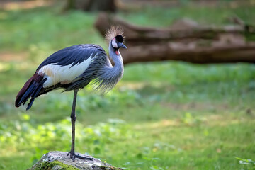 grey crowned crane in a clearing
