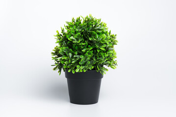 Decorative potted plant isolated on white studio background.