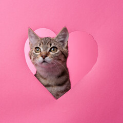 kittens in heart