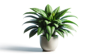 Houseplant in a pot isolated on a white background.