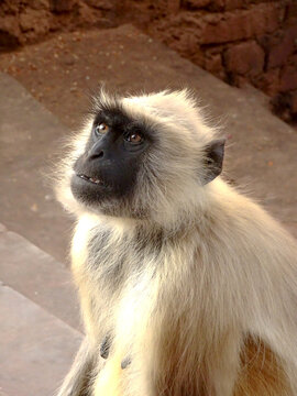 Mono langur gris sentado mirando en el desierto de la india en el exterior. Animales vida silvestre en india.