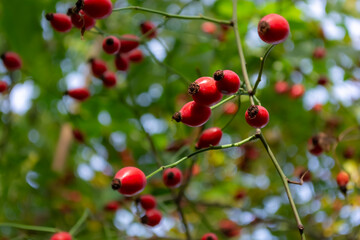 Red rosehip berries on the branches of a bush in the forest, close-up. Alternative medicine.