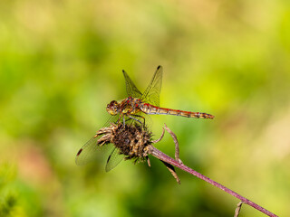 Common Darter Dragonfly Resting on a Plant