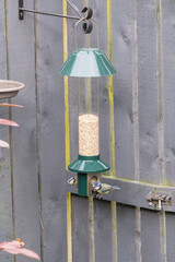 Chaffinches (Fringilla coelebs) dining on seed from a hanging bird feeder
