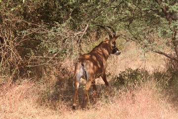 départ précipité de l antilope