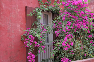 fenêtre entourée d eucalyptus