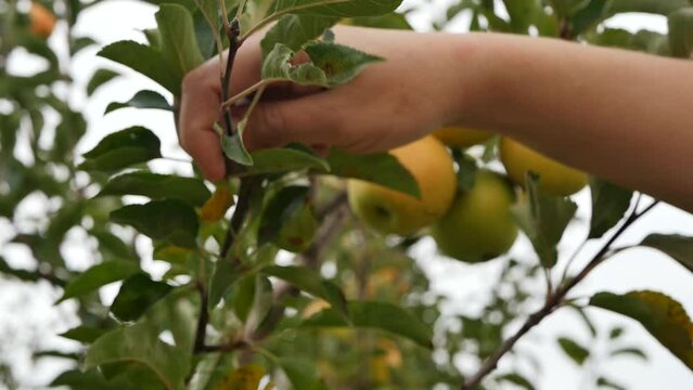Close-up of female hands picking a ripe apple from an apple tree branch. A woman harvests yellow apples in her own garden. Apple juices, compotes and hypoallergenic baby purees