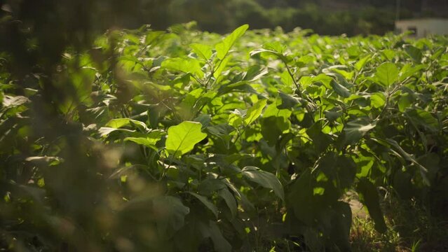 Detailed closeup of sunlight shining on leafy green vegetable plant in Mediterranean landscape