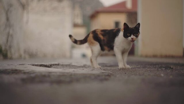 Cute stray kitten roams empty mediterranean street at dusk, blurred background cinematic