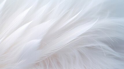 Soft white feathers in a close-up, showcasing a texture of delicacy and purity.
