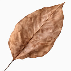 photography of a dried leaf isolated on a transparent background created with Generative Ai
