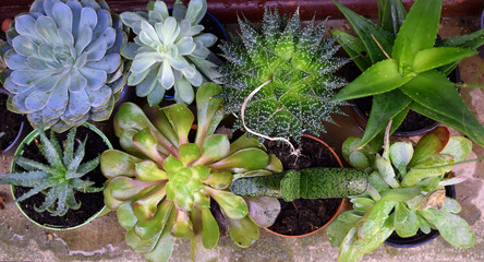 Succulents potted plants flat lay. Different colors and shapes of succulents plants set alongside