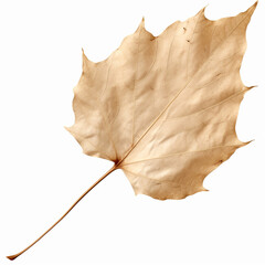 photography of a dried leaf isolated on a transparent background created with Generative Ai