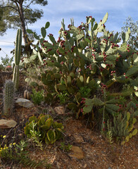 botanical garden with different species of succulent plants adapted to high temperatures, dry environment and water stress