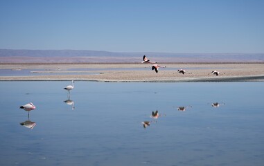 Flamingoes flying over Los Flamencos National Reserve, Chile. 