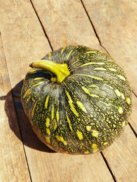 Pumpkin green vine vegetable food winter squash single indian-pumpkin kashiphal kasifal petha kaddu kabocha citrouille verte, calabaza verde, aboboraverde closeup photo