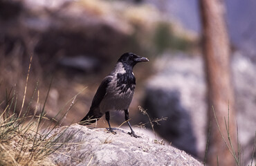 Gray crows (Corvus cornix) Cornacchia grigia
