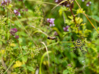Bee on a Wasp Spider Web