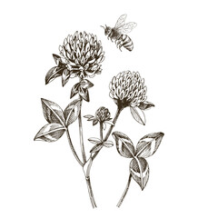 Bee pollinating red clover flowers - obrazy, fototapety, plakaty