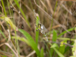 Wasp Spider Feeding on a Grasshopper