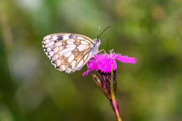 The marbled white - Melanargia galathea resting on Carthusian pink - Dianthus carthusianorum