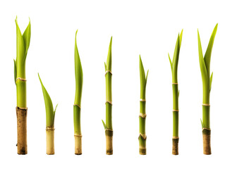 a group of bamboo stems with leaves - obrazy, fototapety, plakaty
