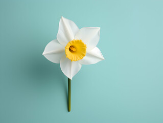 Obraz premium Narcissus flower in studio background, single Narcissus flower, Beautiful flower images