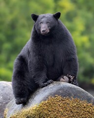A Bear Sitting On Top Of A Rock 