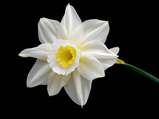 Narcissus flower in studio background, single Narcissus flower, Beautiful flower images