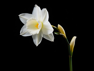 Naklejka na ściany i meble Narcissus flower in studio background, single Narcissus flower, Beautiful flower images