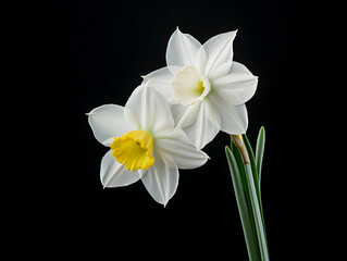 Fototapeta na wymiar Narcissus flower in studio background, single Narcissus flower, Beautiful flower images