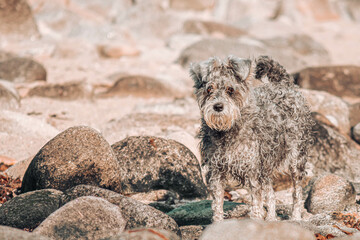 Fototapeta premium A schnauzer in the beach